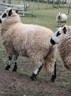 Kerry Hill jonge ooi geboren april 2025, Dieren en Toebehoren, Schapen, Geiten en Varkens, Vrouwelijk, Schaap, 0 tot 2 jaar