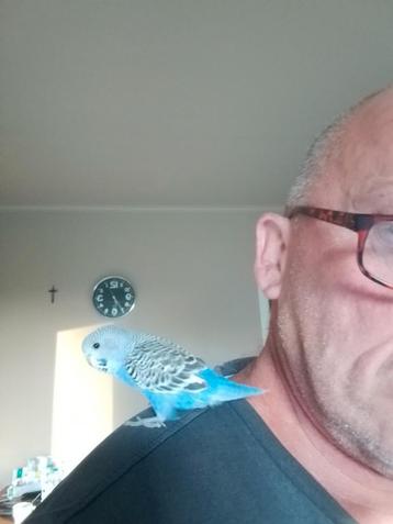 HANDTAMME blauw en paarse GRASPARKIETJES van 2025 geringd  beschikbaar voor biedingen