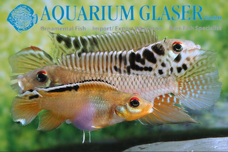 Nanochromis Teugelsi Republic of Congo Zeldzaam, Dieren en Toebehoren, Vissen | Aquariumvissen, Zoetwatervis, Vis, Schoolvis