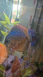 4 Discus - verschillende grootte en soorten, Dieren en Toebehoren