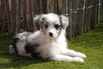 Chiots Bergers australiens, Plusieurs, Parvovirose, Belgique, Berger