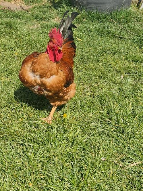 Transylvanische Naakthslskip koppel, Dieren en Toebehoren, Pluimvee