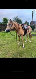 Western zadel, Dieren en Toebehoren, Ophalen of Verzenden, Western