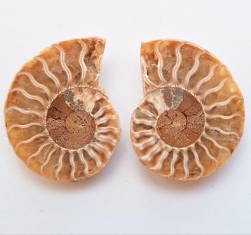 Ammoniet Cleoniceras sp. - 3,7 cm beschikbaar voor biedingen