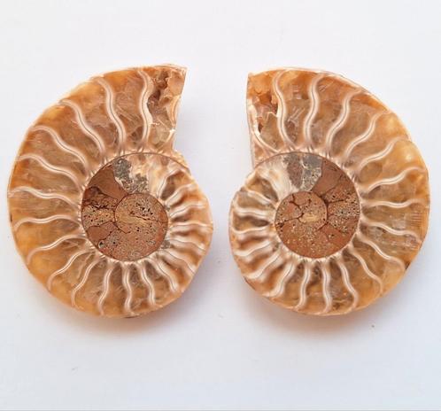 Ammoniet Cleoniceras sp. - 3,7 cm, Verzamelen, Mineralen en Fossielen, Fossiel, Ophalen of Verzenden