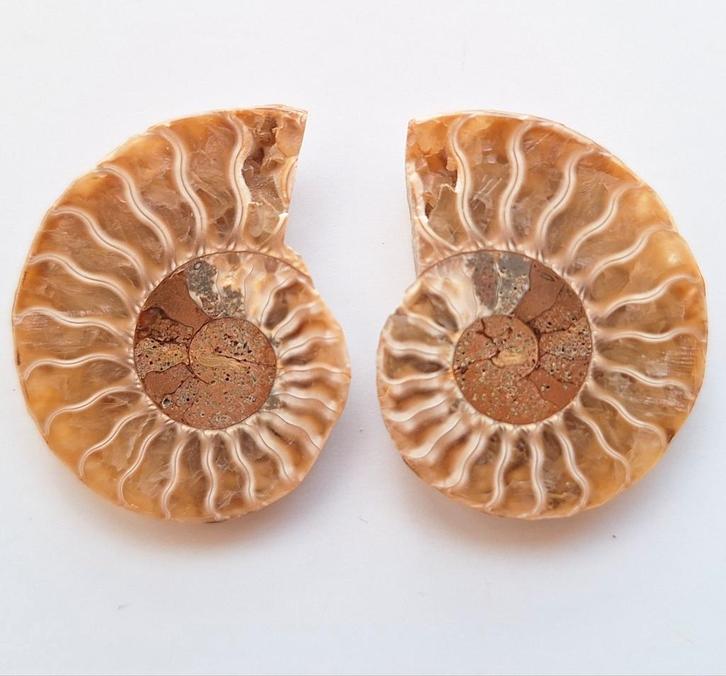 Ammoniet Cleoniceras sp. - 3,7 cm, Verzamelen, Mineralen en Fossielen, Fossiel, Ophalen of Verzenden