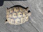 Griekse landschildpad, hermanni boettgeri, 0 tot 2 jaar, Schildpad