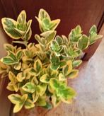 Euonymus, Tuin en Terras, Ophalen