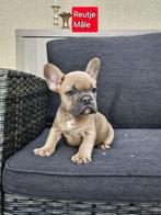 mooie franse bulldog pups, CDV (hondenziekte), Meerdere, Bulldog, 8 tot 15 weken