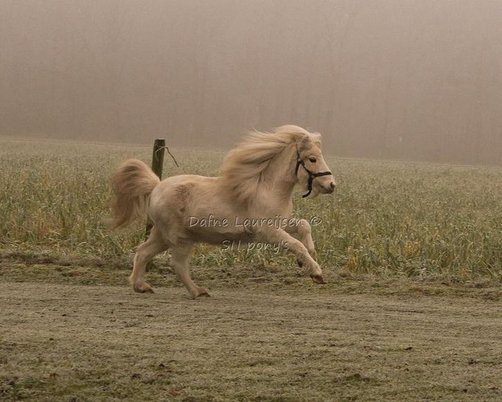 Shetland merrie 🩷& Shetland ruin🩵, Dieren en Toebehoren, Pony's, Meerdere dieren, Niet van toepassing, A pony (tot 1.17m), Met stamboom