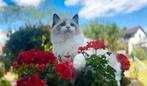 Fantastisch mooie lieve ragdoll kitten, uit top bloedlijnen!, Dieren en Toebehoren, Katten en Kittens | Raskatten | Langhaar, Kater