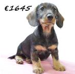 Teckel (ruwhaar) pups te koop, Dieren en Toebehoren, Honden | Teckels en Dashonden, 15 weken tot 1 jaar, Handelaar, Buitenland