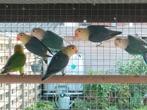 Ficheries, Dieren en Toebehoren, Meerdere dieren, Dwergpapegaai of Agapornis, Geringd