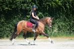 Zeer spectaculair, uniek en braaf diamantje!!, Dieren en Toebehoren, Paarden, Minder dan 160 cm, B, Dressuurpaard, 3 tot 6 jaar