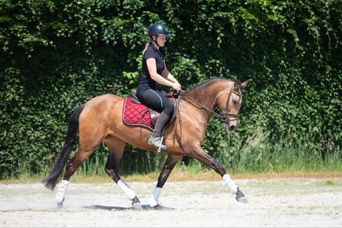 Zeer spectaculair, uniek en braaf diamantje!!, Dieren en Toebehoren, Paarden, Merrie, B, Minder dan 160 cm, 3 tot 6 jaar, Dressuurpaard
