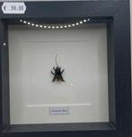 Abeille orchidée sous cadre, Collections, Enlèvement ou Envoi, Neuf
