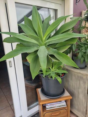 Agave attenuata  beschikbaar voor biedingen