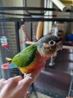 Tamme baby pyrrhura, Dieren en Toebehoren, Vogels | Parkieten en Papegaaien, Meerdere dieren, Papegaai, Geringd
