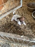 Te koop Jack Russel zoekt een warm nestje, Dieren en Toebehoren, België, Fokker | Hobbymatig, Jack Russell Terriër, Reu