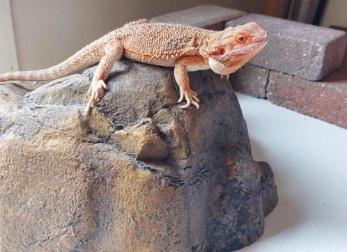 Baardagaam pogona vitticeps 1.0, Dieren en Toebehoren, Reptielen en Amfibieën, Hagedis, 0 tot 2 jaar, Met terrarium, Tam
