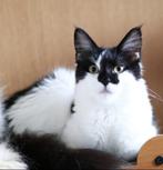 Mainecoon, Dieren en Toebehoren, Poes, Gechipt, 0 tot 2 jaar