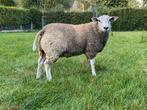 Ram Swifter, Mâle, Mouton, 0 à 2 ans