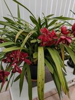 Cymbidium, Tuin en Terras, Planten | Tuinplanten, Ophalen