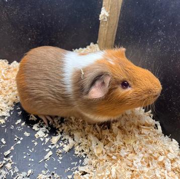 Mannelijke cavia te koop! beschikbaar voor biedingen