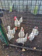 Broedeieren witte leghorn, Dieren en Toebehoren, Pluimvee