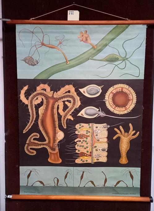 SCHOOLPLAAT biologie, WATERPOLIEP. 1969. Jung-Koch Quentell., Antiek en Kunst, Antiek | Schoolplaten, Natuur en Biologie, Ophalen