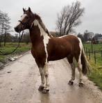 Prachtige bonte ruin, Dieren en Toebehoren, Paarden, Gechipt, Ruin, Niet van toepassing, 7 tot 10 jaar