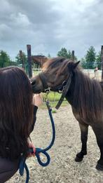 Mini shetlander MET stamboom te koop, Ophalen