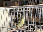 Kanaries Parijse frise, Dieren en Toebehoren, Vogels | Overige Vogels, Meerdere dieren, Geringd