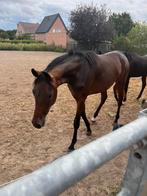 Talent vol dressuurveulen, Animaux & Accessoires, Chevaux, Jument, Cheval de dressage, Vermifugé, 0 à 2 ans