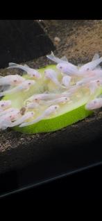 Snow White Ancistrus (L144) - Jonge vissen, Dieren en Toebehoren, Zoetwatervis
