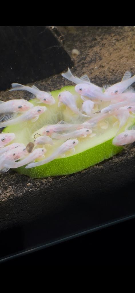 Snow White Ancistrus (L144) - Jonge vissen, Animaux & Accessoires, Poissons | Poissons d'aquarium, Poisson d'eau douce
