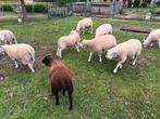 schapen, Dieren en Toebehoren, Schaap