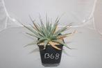 Agave utahensis, Vetplant, Ophalen of Verzenden, In pot, Minder dan 100 cm