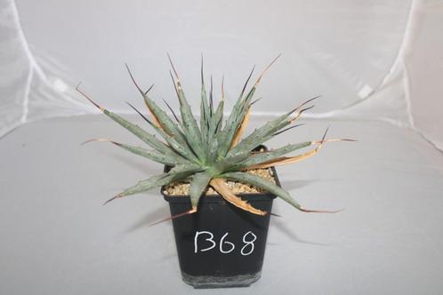 Agave utahensis, Huis en Inrichting, Kamerplanten, Vetplant, Minder dan 100 cm, Groene kamerplant, Volle zon, In pot, Ophalen of Verzenden