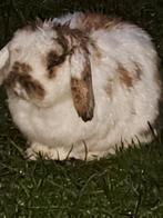 nederlandse dwerghangoor man gecastreerd, Mannelijk, Dwerg, Hangoor, 3 tot 5 jaar