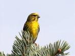 IZABEL ZANGLIJSTER, Dieren en Toebehoren, Vrouwelijk, Geringd, Wildzangvogel