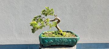Juniperus bonsai beschikbaar voor biedingen