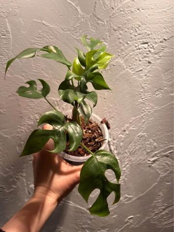 Monstera minima beschikbaar voor biedingen