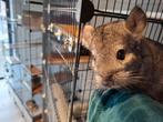 Chinchilla, Dieren en Toebehoren, Augustus, Mannelijk, Chinchilla