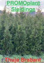 Spar Thuja Brabant met kluit, Enlèvement, Taxus