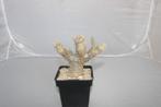 Pachypodium saundersii, Plante succulente, Moins de 100 cm, Plante verte, Plein soleil