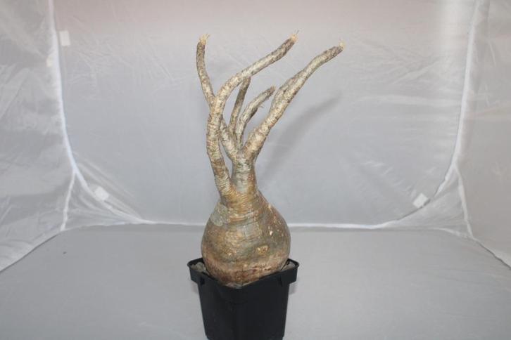 Pachypodium rosulatum ssp. Gracilius, Huis en Inrichting, Kamerplanten, Vetplant, Minder dan 100 cm, Groene kamerplant, Volle zon