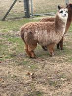 Drachtige alpaca’s, Dieren en Toebehoren, Mei, Vrouwelijk