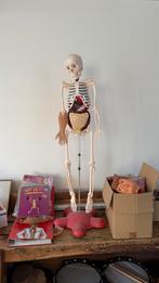 À la découverte du corps humain - livrets + squelette, Boeken, Schoolboeken, Ophalen, Gelezen, ASO, Biologie