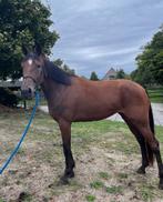 draver 3 j drachtig van appaloosa, Dieren en Toebehoren, Paarden, Merrie, Minder dan 160 cm, Zadelmak, 3 tot 6 jaar